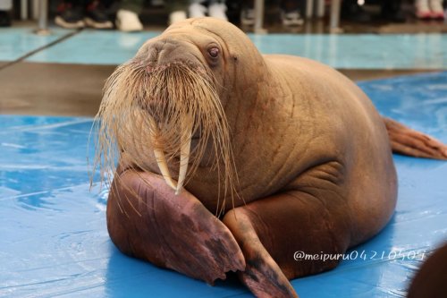 Photo post from meipuru04210509.