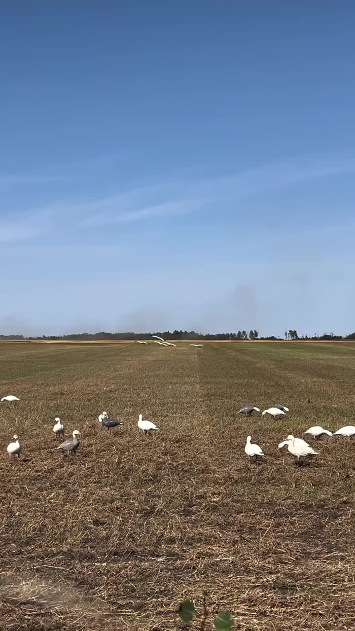 Video post from northernskiesoutfitters.