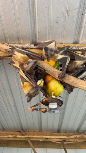 Video post from nfwctally.