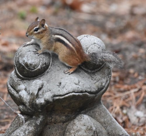 Photo post from pricklyedscactuspatch.