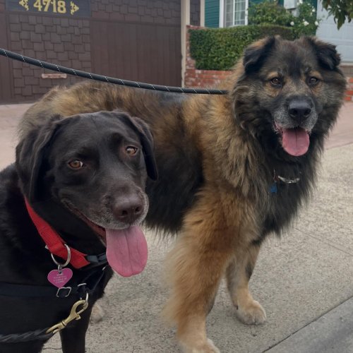 Photo post from pawsplaysandiego.