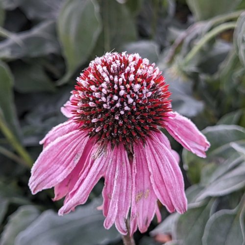 Carousel post from theporcupinetales.