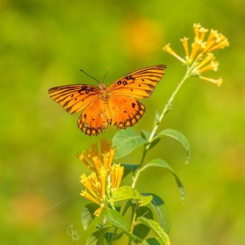 Photo post from texas_pixels.