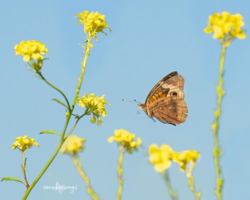 Photo post from texas_pixels.