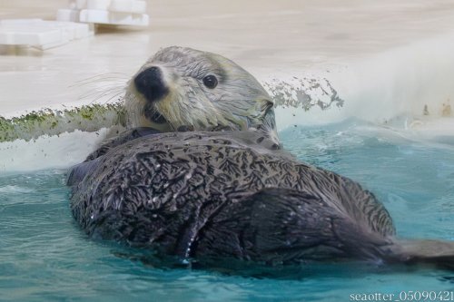 Photo post from seaotter_05090421.