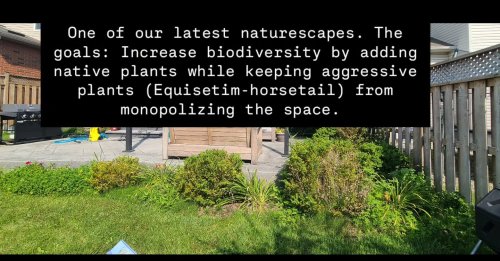 Carousel post from cardiffnaturescaping.