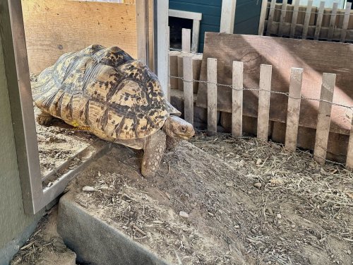 Photo post from carapacecritters.