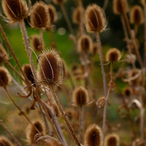 Carousel post from the_irish_gardener.