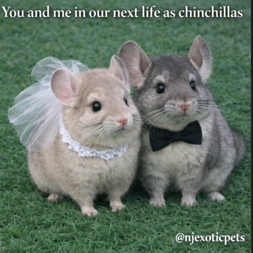 Photo post from njexoticpets.