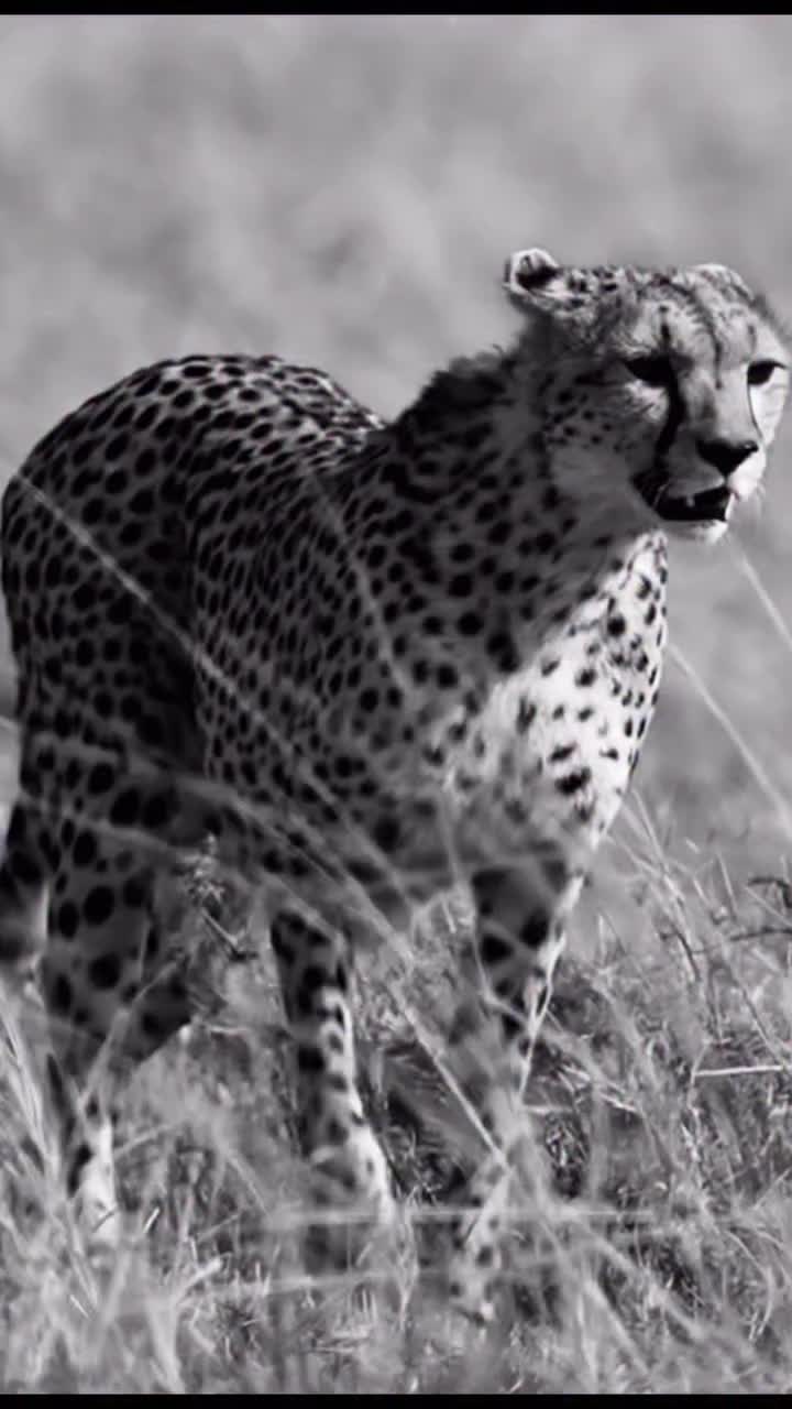 Video post from darcyleotards.