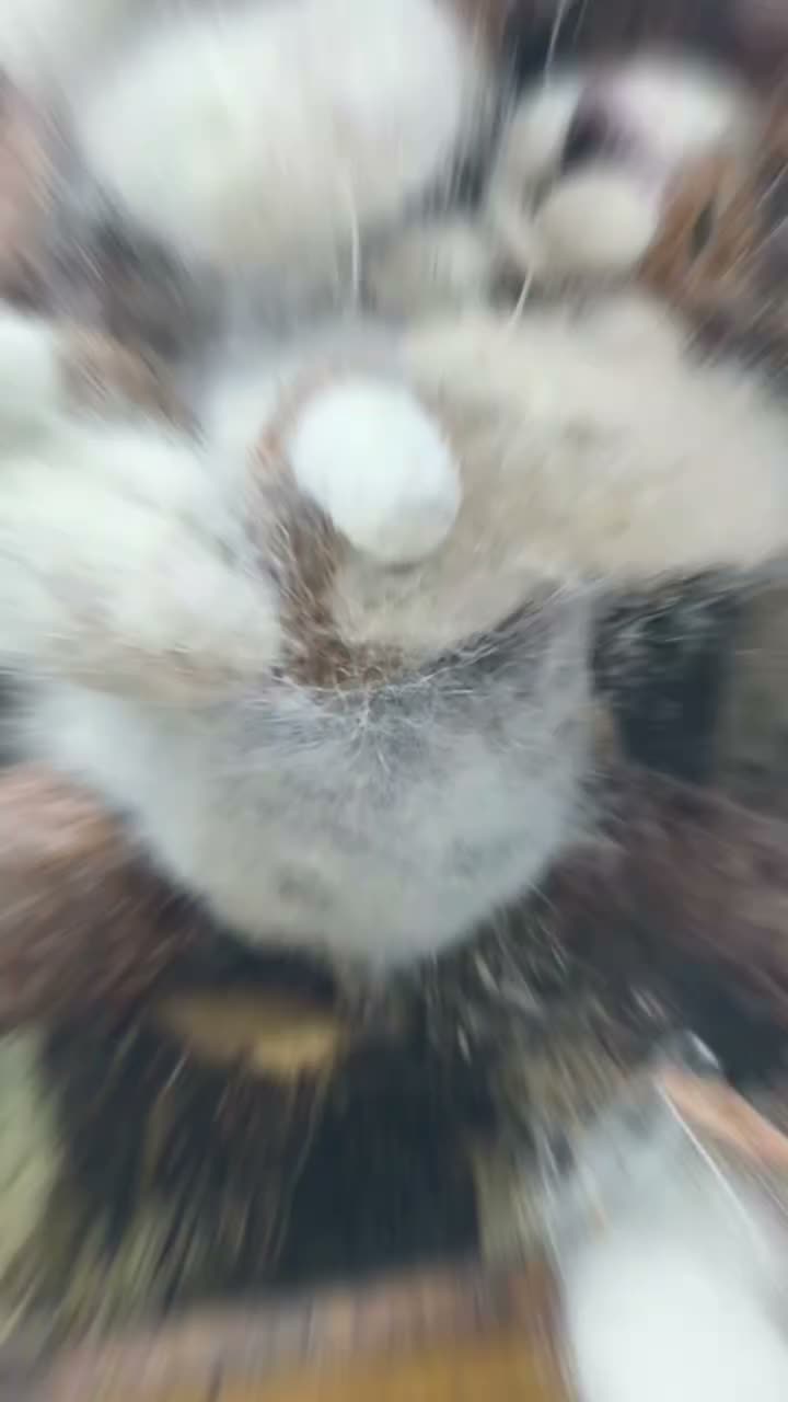 Video post from niftygiftynorfolk.