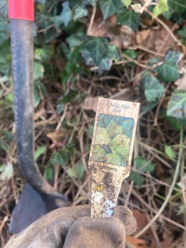 Photo post from forestcitynativegardens.