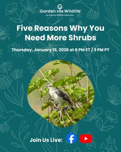 Photo post from gardenforwildlife.