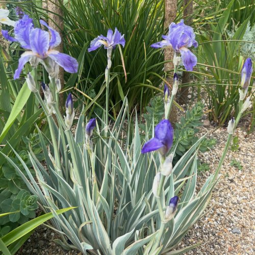 Photo post from gardenhousebrighton.