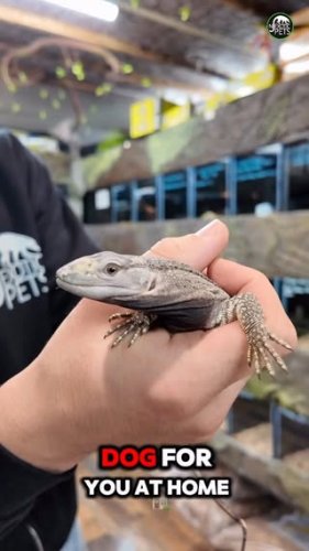 Video post from njexoticpets.