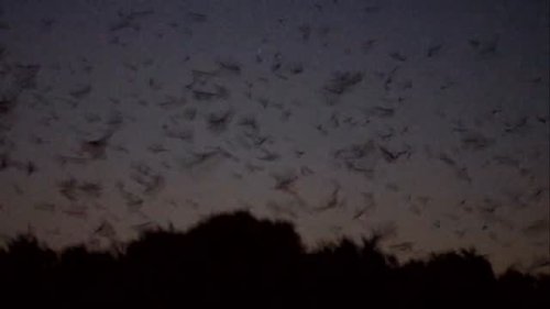 Video post from nocturnal.biologist.