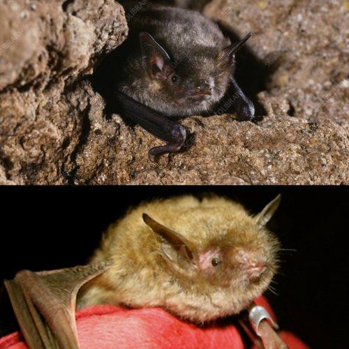 Photo post from easttncritter.