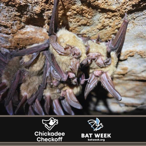 Photo post from kswildlifediversity.