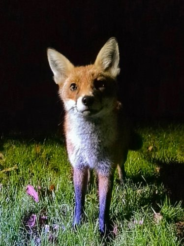 Photo post from forfoxsake_25.