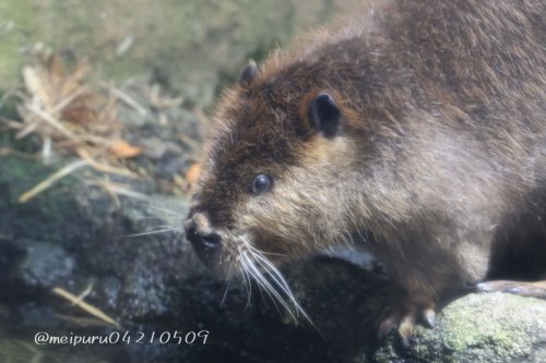 Carousel post from meipuru04210509.