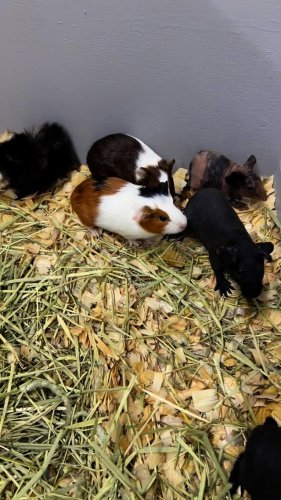 Video post from njexoticpets.