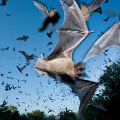 Photo post from dr_mammal_miles.