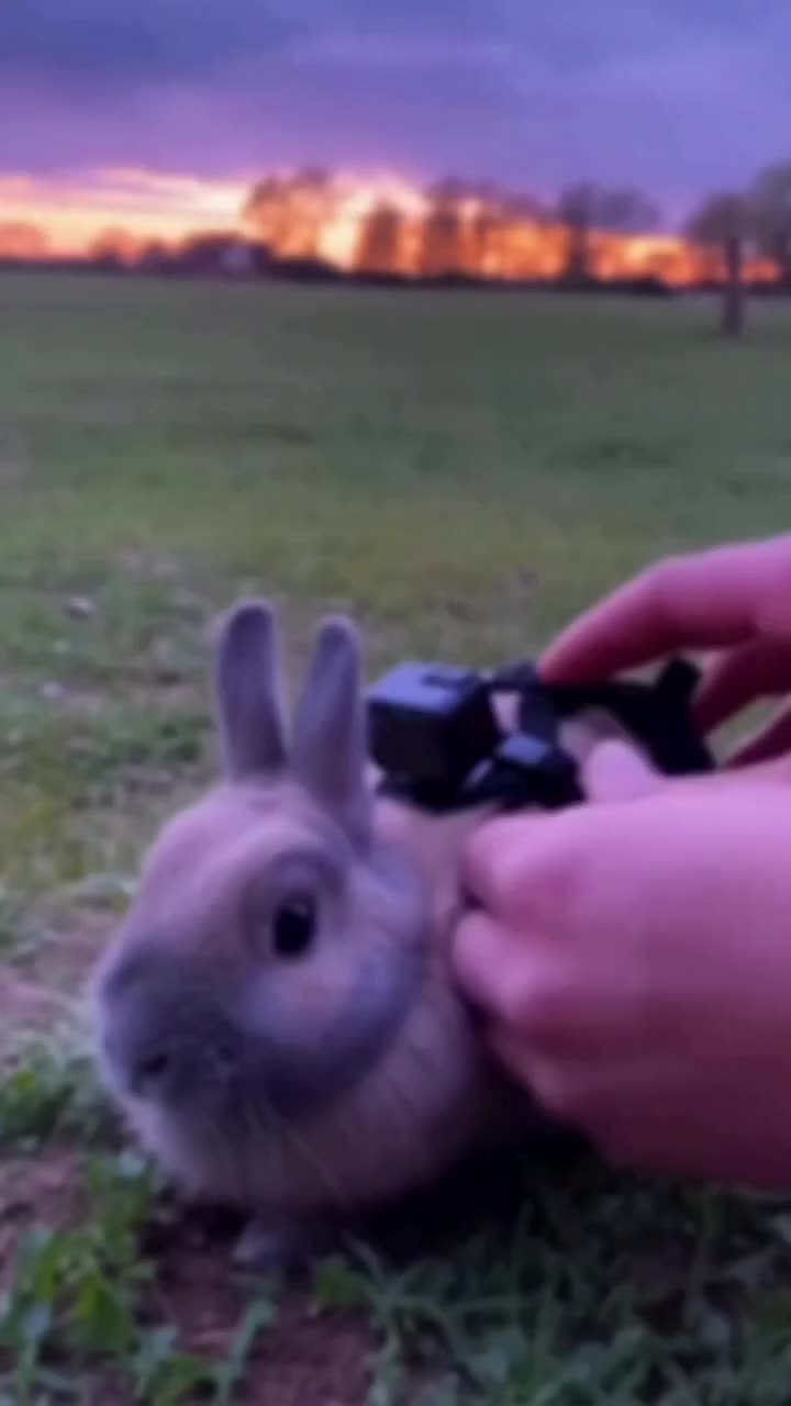 Video post from njexoticpets.