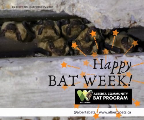 Video post from abcommunitybatprogram.