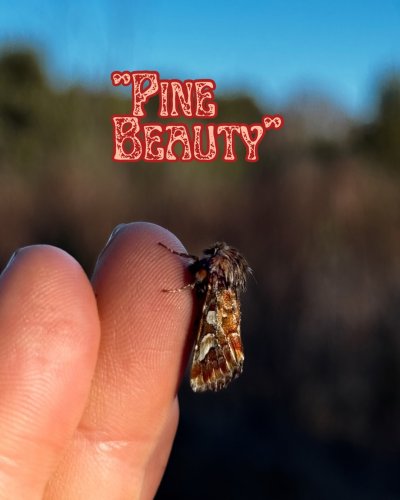 Carousel post from garden.of.moths.