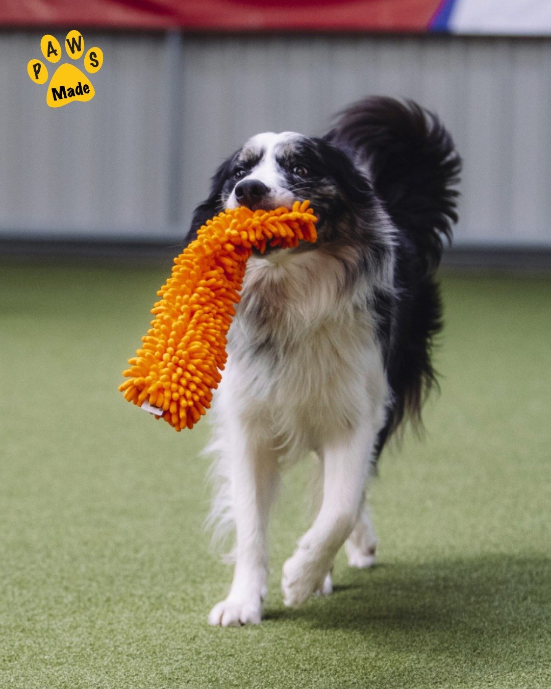 Photo post from pawstrading.