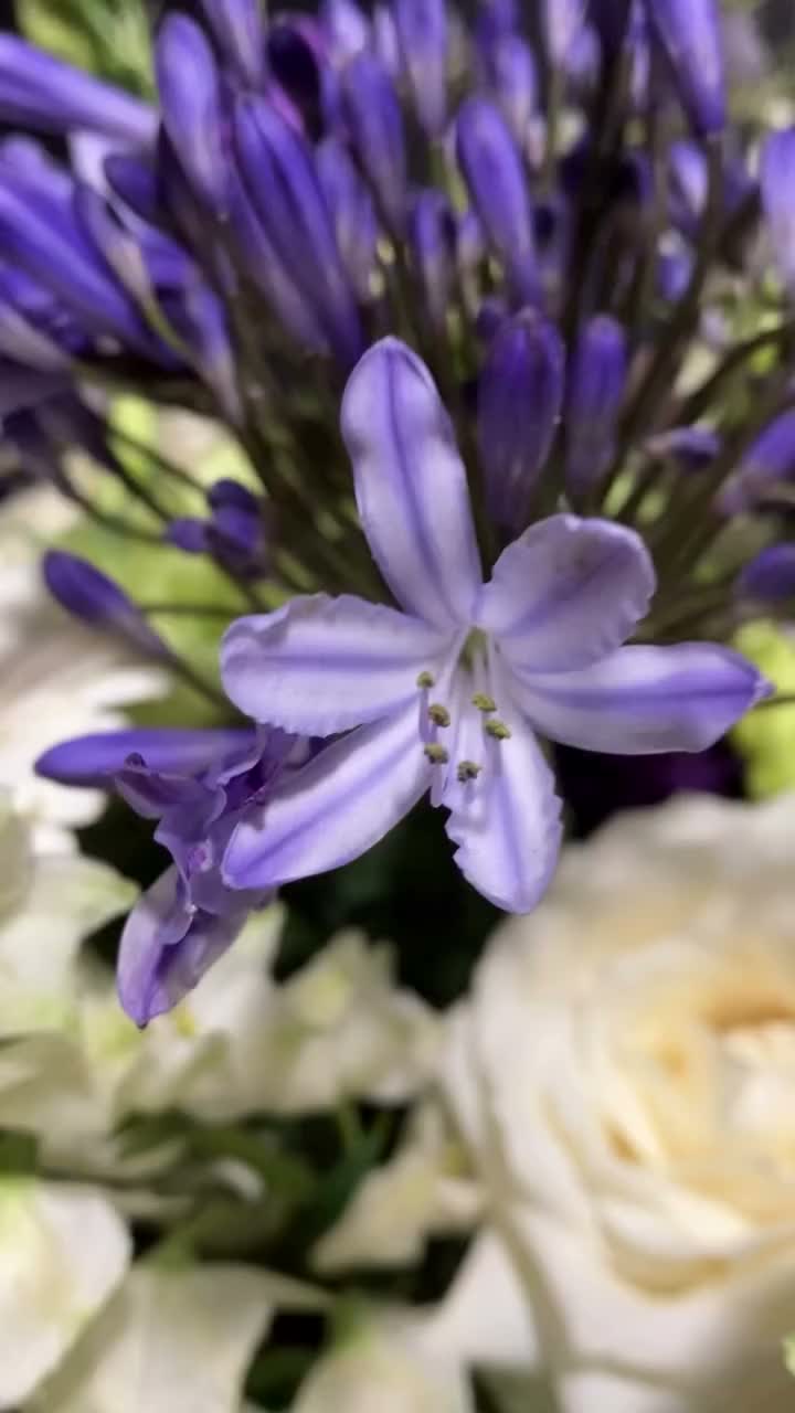 Video post from dellemannbloemen.