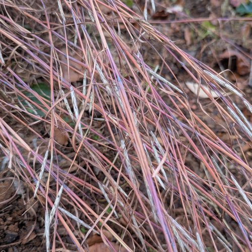 Photo post from baptisiaandbeebutts.