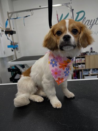 Carousel post from k9playtimedoggydaycare.