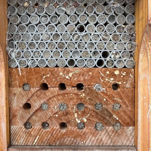 Photo post from vancouverbeeproject.