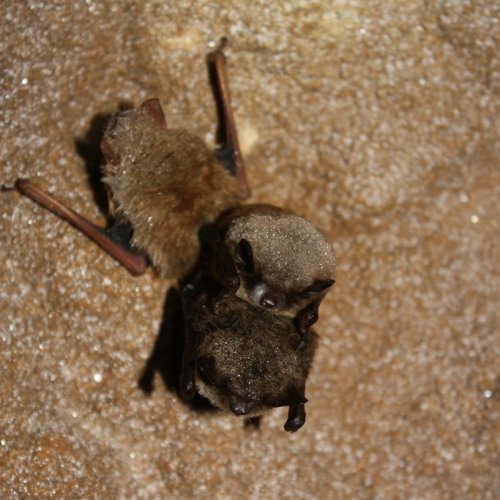 Photo post from vtcoverts.