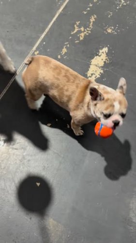 Video post from k9playtimedoggydaycare.