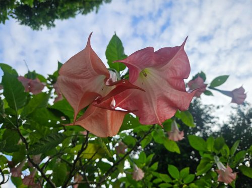 Photo post from ucrbotanicgardens.