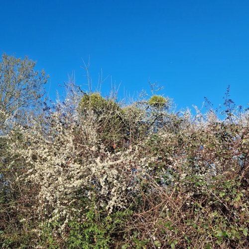 Photo post from sunflowersuewoolf.