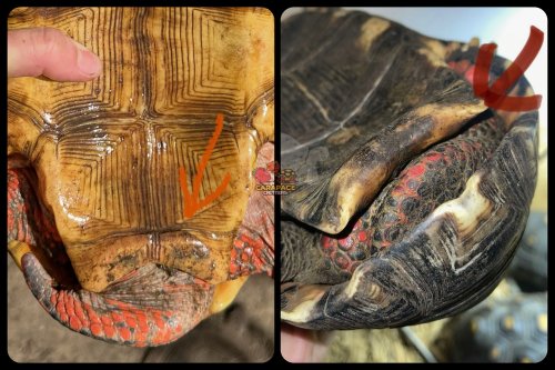 Photo post from carapacecritters.