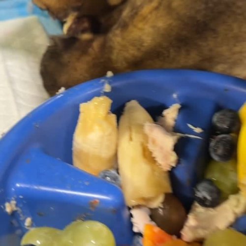 Video post from njexoticpets.