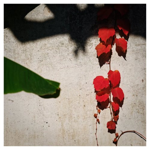 Carousel post from zhangdoa.