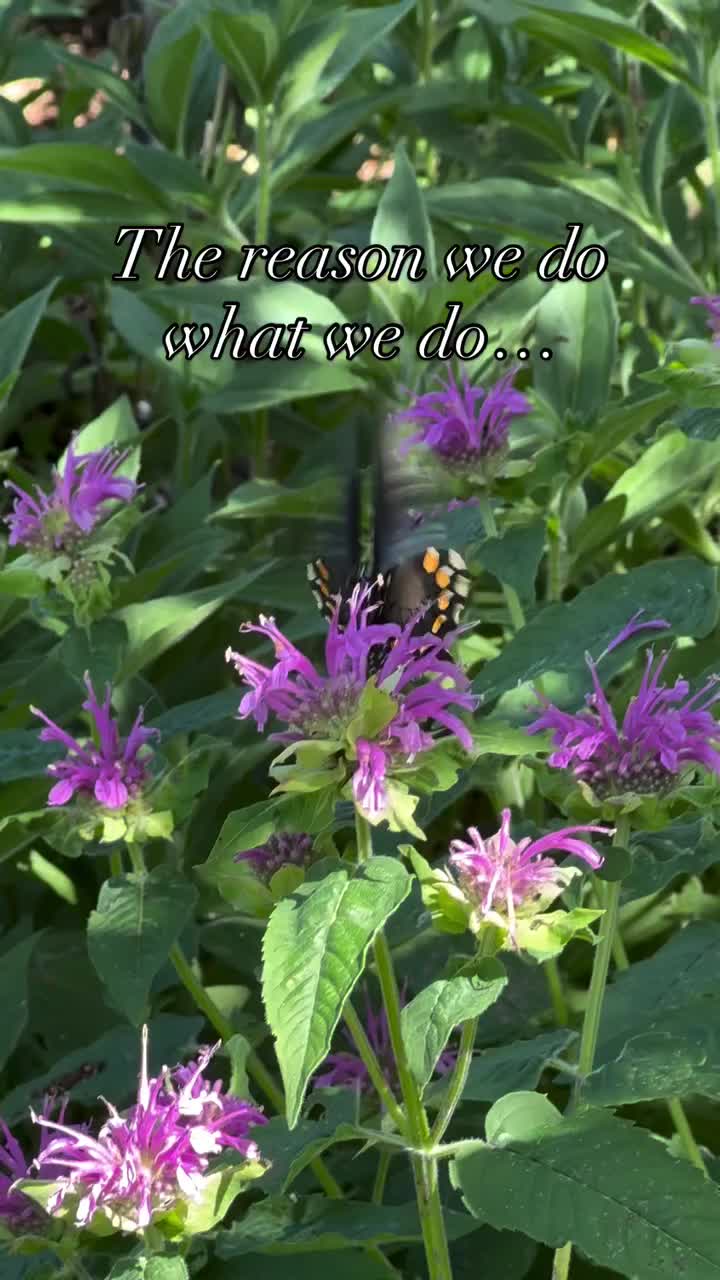 Video post from franklinpollinator.