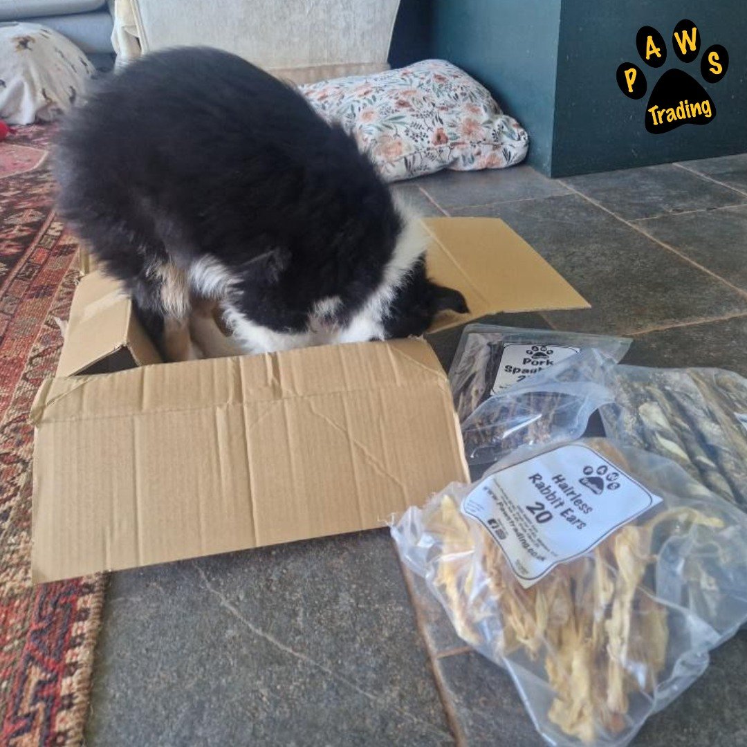 Photo post from pawstrading.