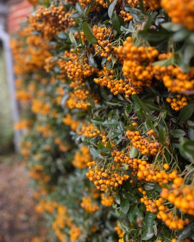 Carousel post from grow_naturally_norfolk.