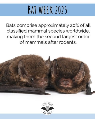 Photo post from littlewingbathaven.