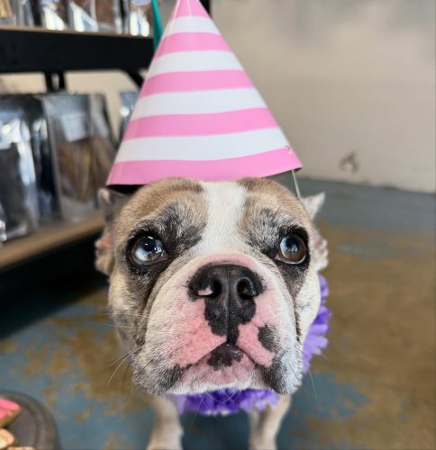 Carousel post from k9playtimedoggydaycare.