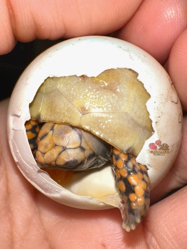 Carousel post from carapacecritters.