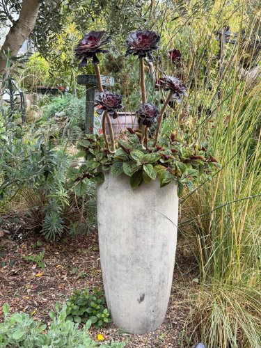Photo post from gardenhousebrighton.