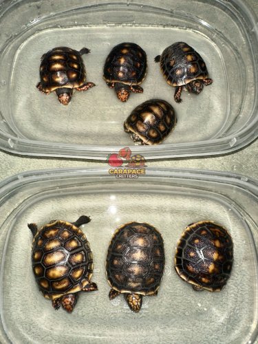 Photo post from carapacecritters.