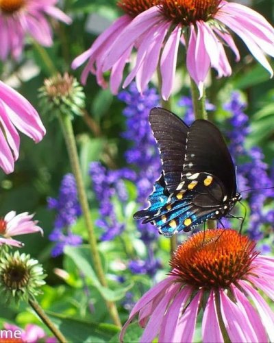 Carousel post from victory_cottage_.